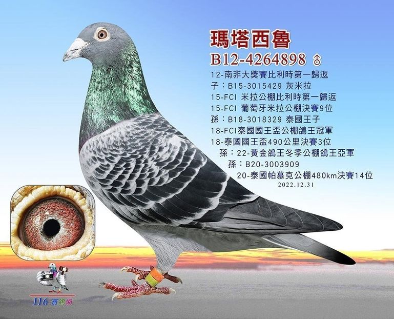 B12-4264898_0 - SUPER ACE 840 - Emiel Denys fiu SUPER ACE