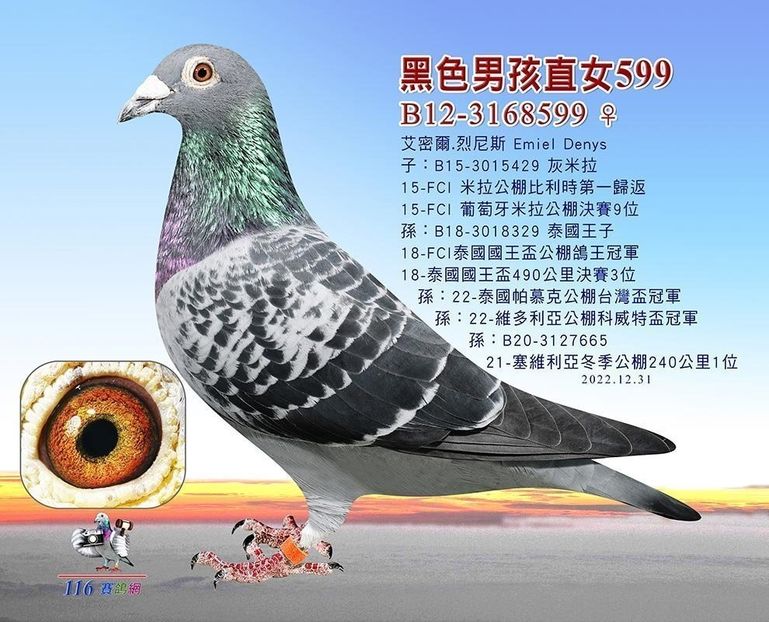 B12-3168599_0 - SUPER ACE 840 - Emiel Denys fiu SUPER ACE