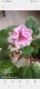 EK-Lubasha - Violete 2034