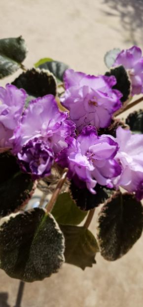 Bucheye Blushing - Violete 2034