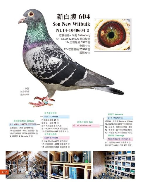 Tatăl lui  Young Witbuik - YOUNG WITTBUIK - nepot din NEW WITTBUIK locul 1 național Barcelona 2012