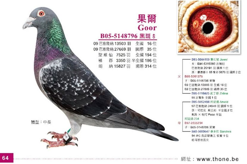 B05-5148796_0 - NEW GOOR - Original Ludo Haesen nepot GOOR 16 nat Barcelona Jos Thone