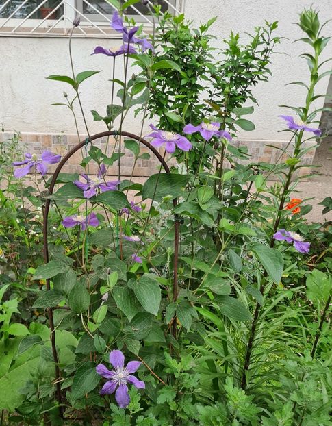  - 1L album 2023- gradina bloc