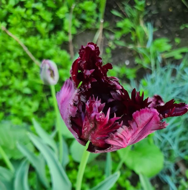  - 1L album 2023- gradina bloc