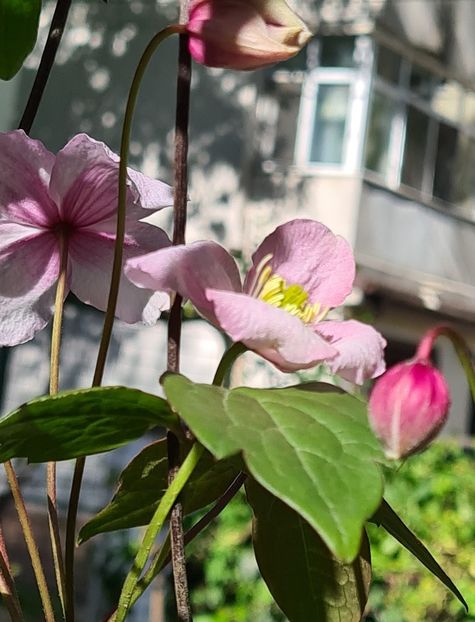  - 1L album 2023- gradina bloc