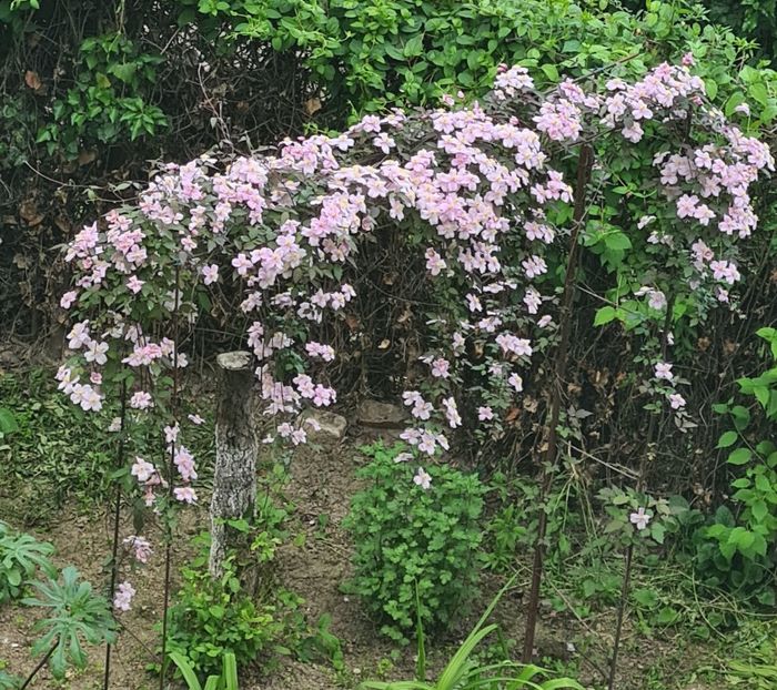  - 1L album 2023- gradina bloc