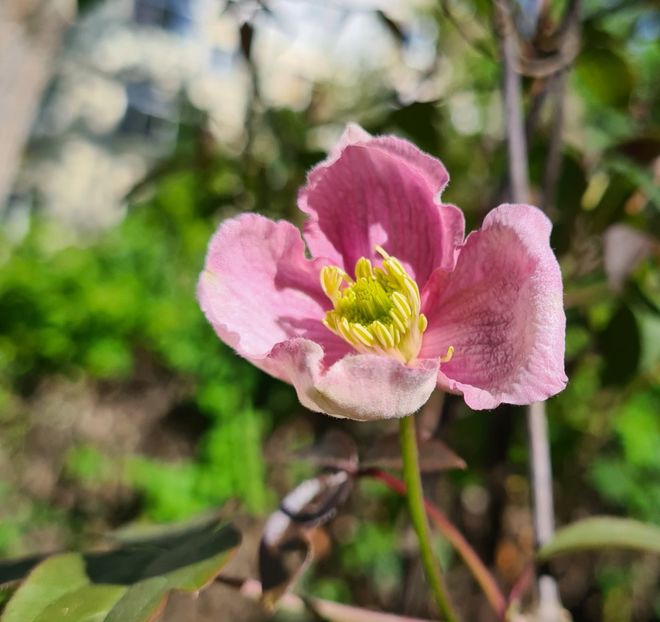  - 1L album 2023- gradina bloc