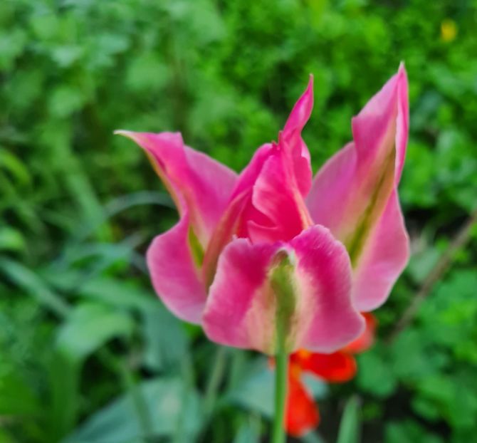  - 1L album 2023- gradina bloc