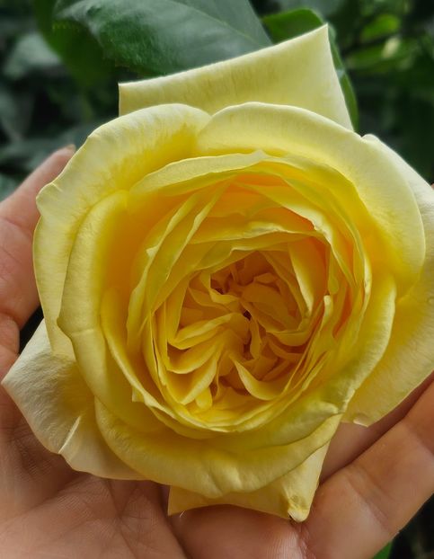  - Trandafiri 2023 3 2024