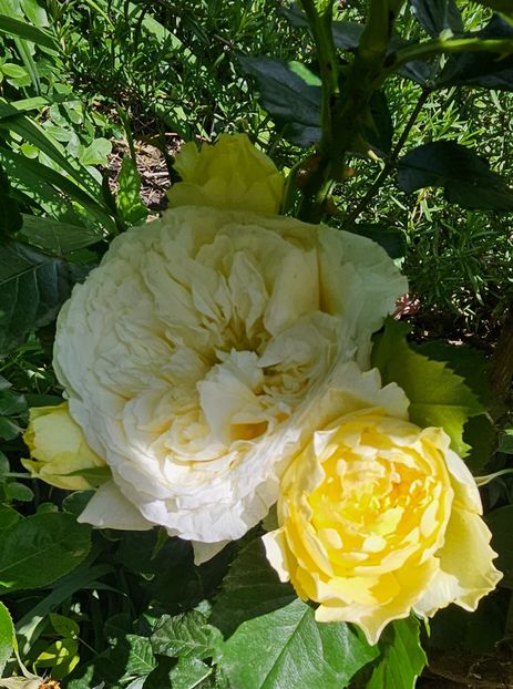  - Trandafiri 2023 3 2024