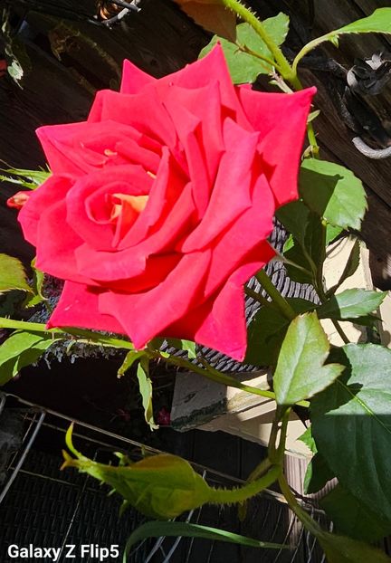  - Trandafiri 2023 3 2024