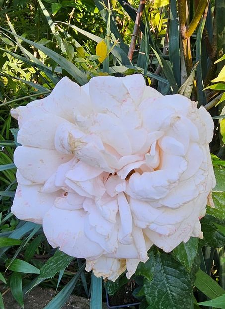  - Trandafiri 2023 3 2024