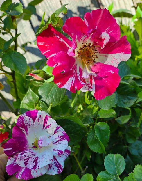  - Trandafiri 2023 3 2024