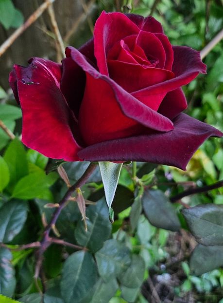  - Trandafiri 2023 3 2024