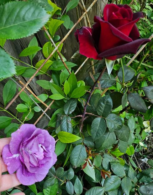  - Trandafiri 2023 3 2024