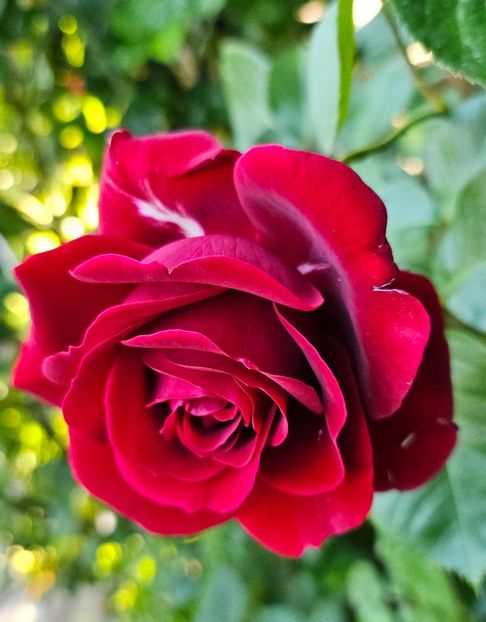  - Trandafiri 2023 3 2024