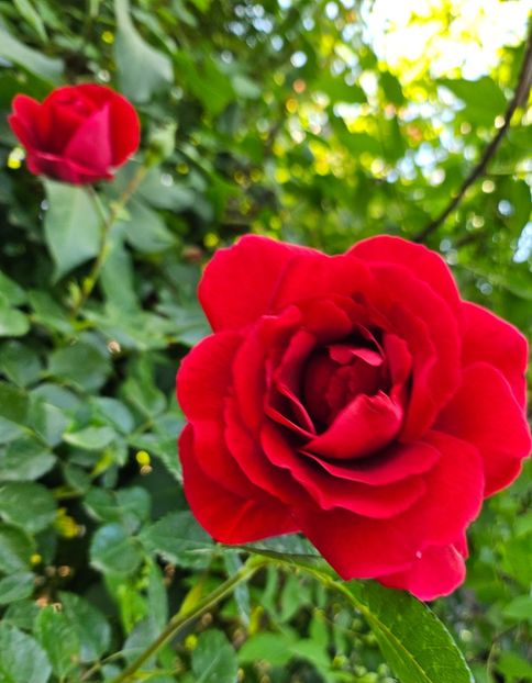  - Trandafiri 2023 3 2024