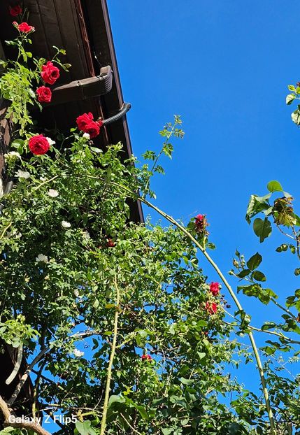  - Trandafiri 2023 3 2024