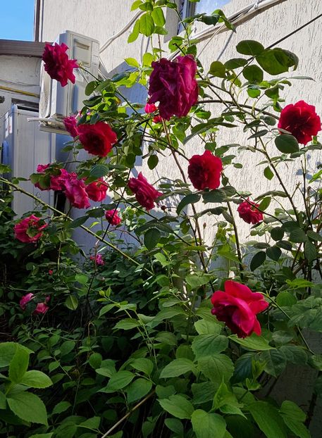  - Trandafiri 2023 3 2024