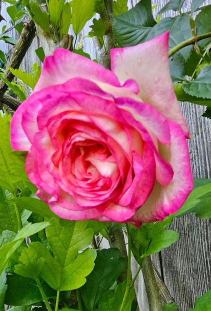  - Trandafiri 2023 3 2024