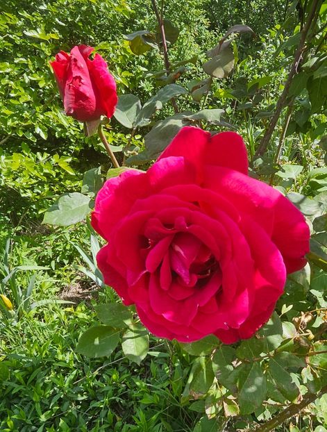  - Trandafiri 2023 3 2024