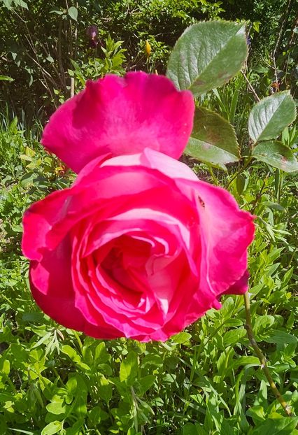  - Trandafiri 2023 3 2024