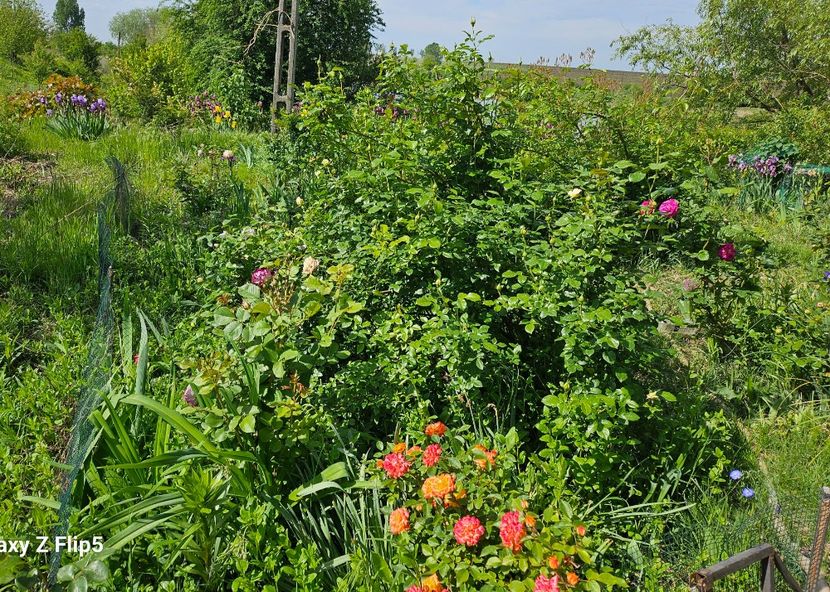  - Trandafiri 2023 3 2024