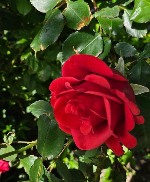  - Trandafiri 2023 3 2024