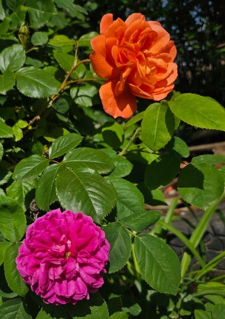  - Trandafiri 2023 3 2024