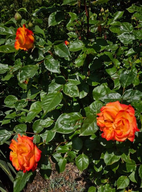  - Trandafiri 2023 3 2024