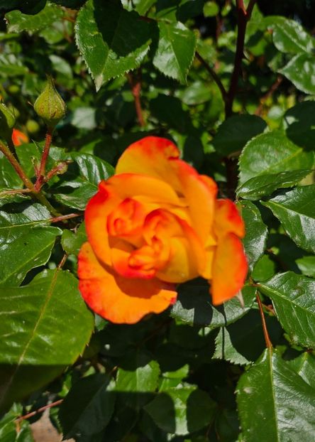  - Trandafiri 2023 3 2024