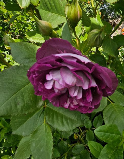  - Trandafiri 2023 3 2024