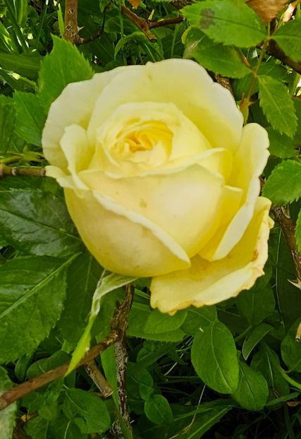  - Trandafiri 2023 3 2024