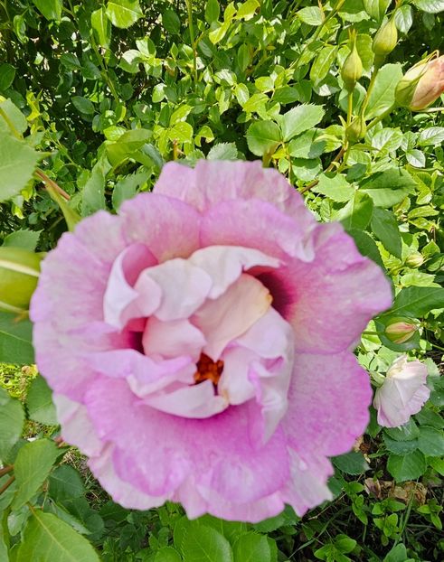  - Trandafiri 2023 3 2024