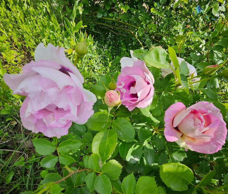  - Trandafiri 2023 3 2024