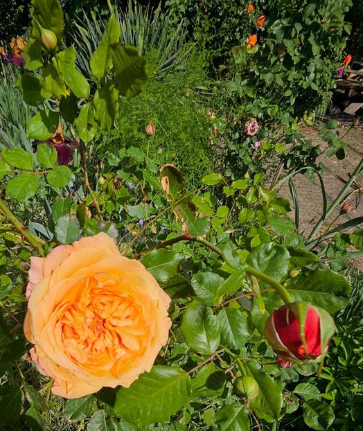  - Trandafiri 2023 3 2024