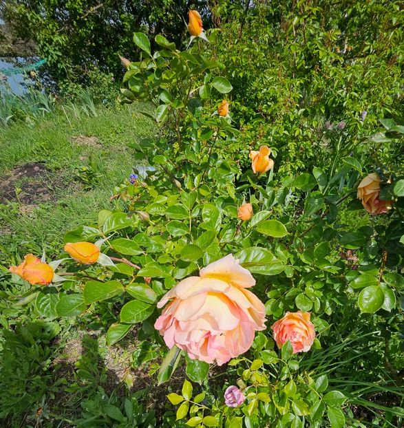  - Trandafiri 2023 3 2024