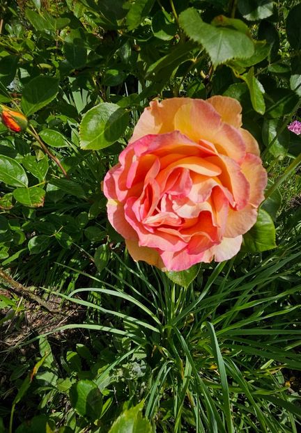  - Trandafiri 2023 3 2024