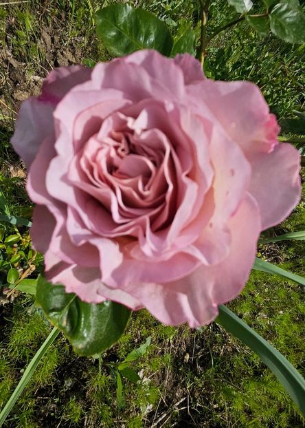  - Trandafiri 2023 3 2024