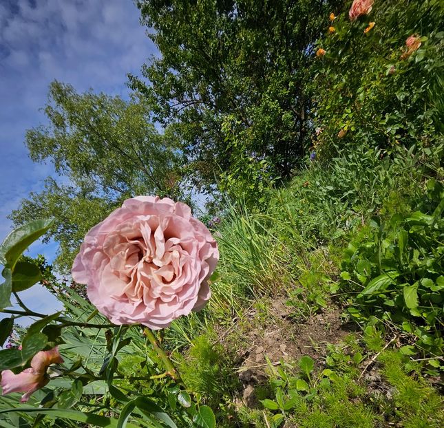  - Trandafiri 2023 3 2024