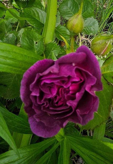  - Trandafiri 2023 3 2024