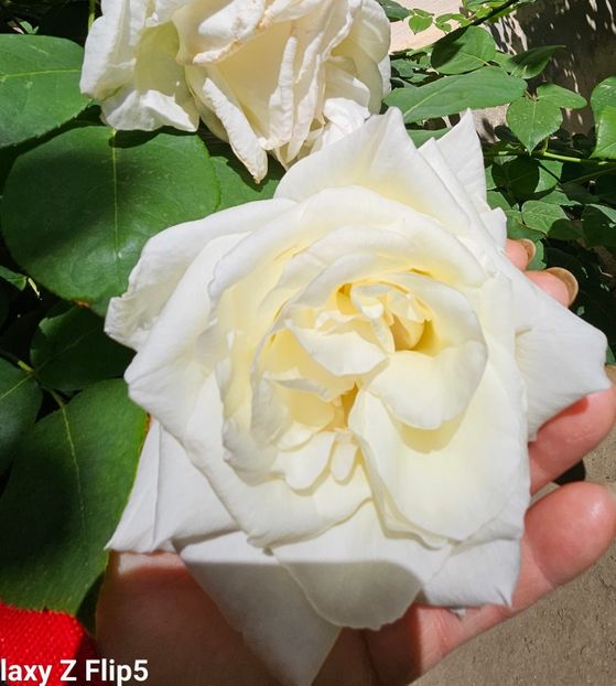  - Trandafiri 2023 3 2024