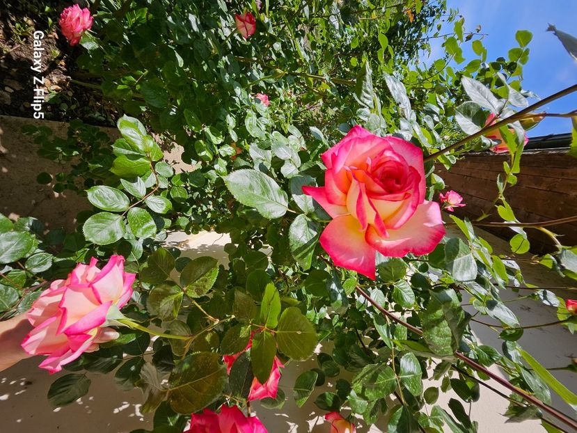  - Trandafiri 2023 3 2024