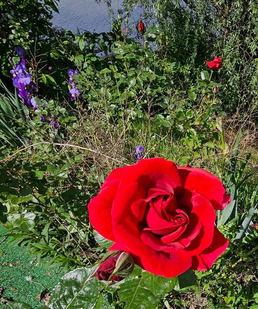  - Trandafiri 2023 3 2024