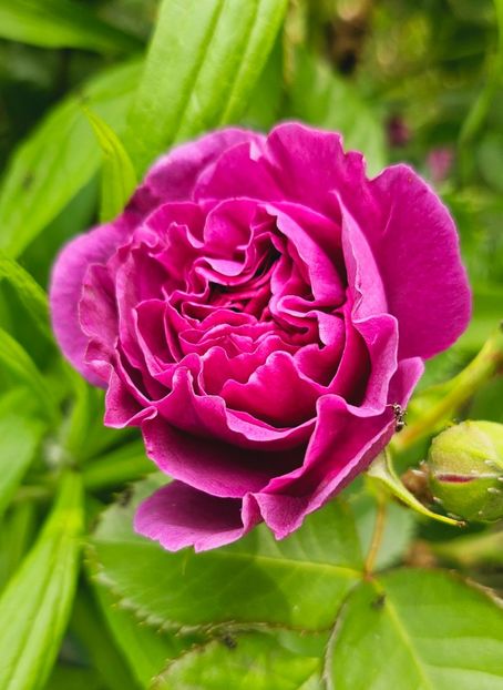  - Trandafiri 2023 3 2024