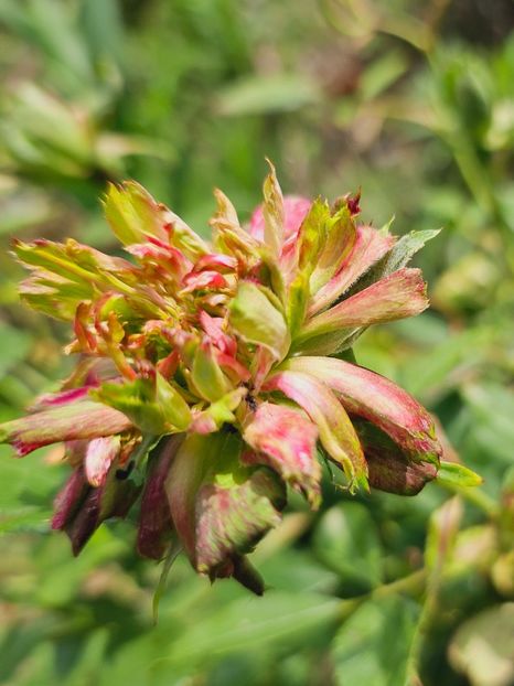  - Trandafiri 2023 3 2024