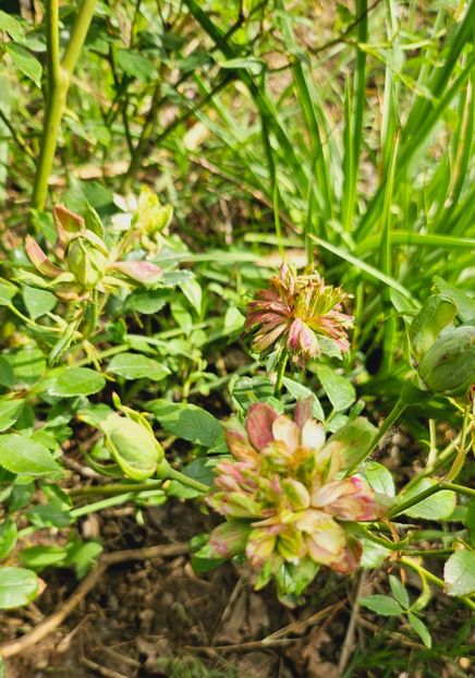  - Trandafiri 2023 3 2024