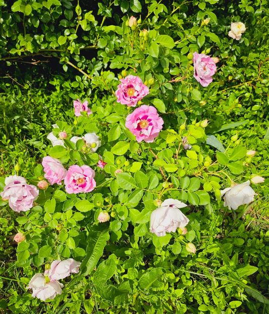  - Trandafiri 2023 3 2024