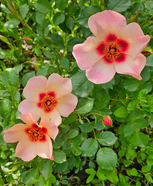  - Trandafiri 2023 3 2024