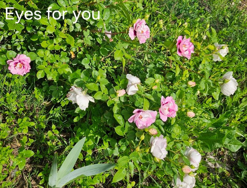  - Trandafiri 2023 3 2024